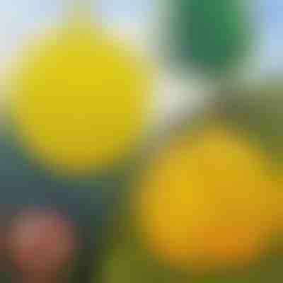 6er-Pack hängende Fliegenfallen | BUGIORB