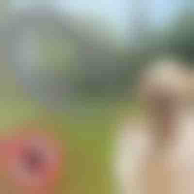 Zecken- und Flohhalsband für Haustiere PETPROTECT