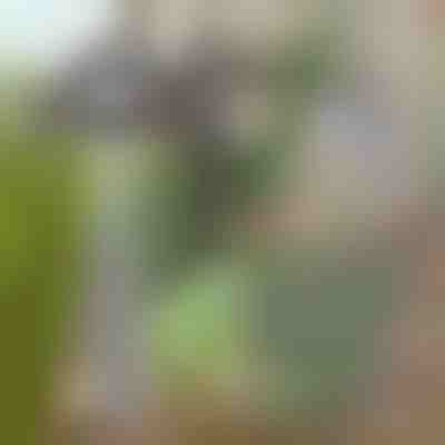 Gartenhacke für mühelose Unkrautentfernung | GRASSOE