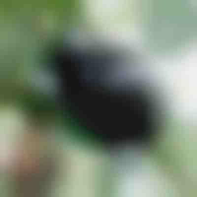 Vermehrungskasten für gesunde Wurzeln (5 Stück) | ROOTY