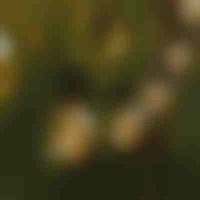 LED-Glühbirnen-Lichterkette | YARDBULBS