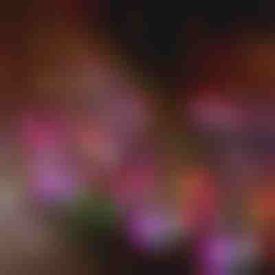 Solar-Gartenblumenlichter | BLOSSUN