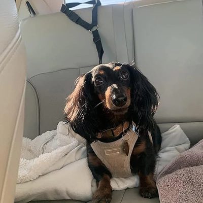 Verstellbare Reise-Sicherheitsleine für Hunde | PETBELT